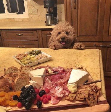 Dog with front paws on kitchen island to look at charcuterie board