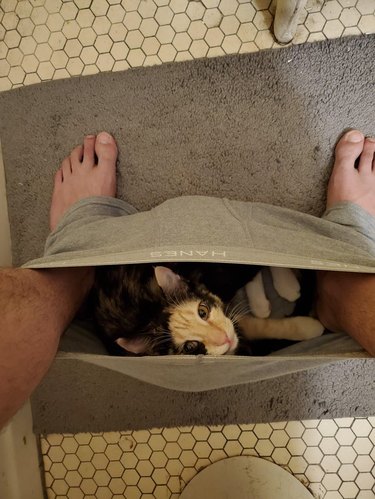 Cat sitting in underwear between feet of person sitting on toilet.