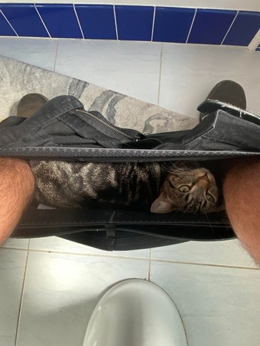 Cat sitting in pants between feet of person sitting on toilet.