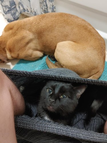 Cat sitting in pants of person sitting on toilet with dog in the background.