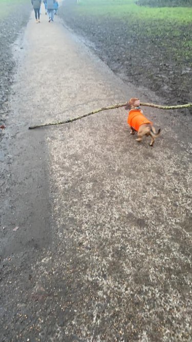A small dog carries big stick while on a walk.