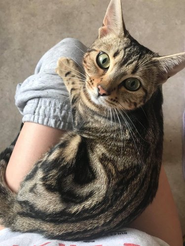 Cat sitting on lap of person on toilet.