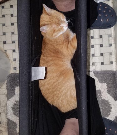 Cat sleeping in sweatpants between feet of person sitting on toilet.