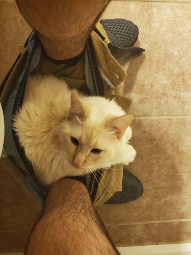 Cat sitting on pants between feet of person sitting on toilet.