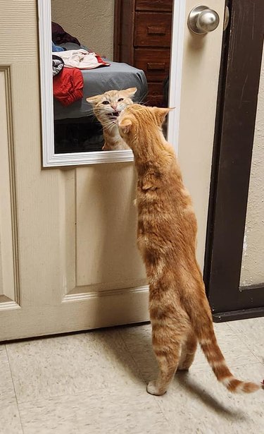 A standing cat gets defensive when staring at their own reflection in a mirror.
