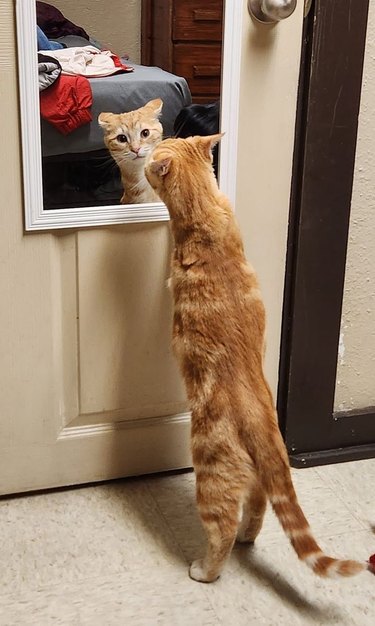 An orange cat is standing up and staring at their reflection in a mirror.