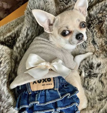 dog in jean skirt