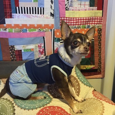 23 Dogs Looking Dapper in Denim | Cuteness