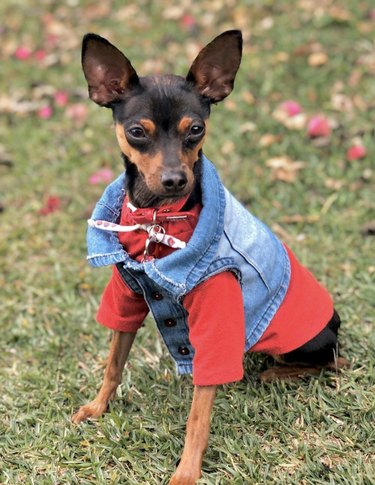 dog in denim vest