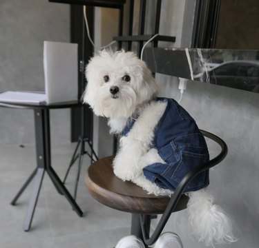 dog in jeans