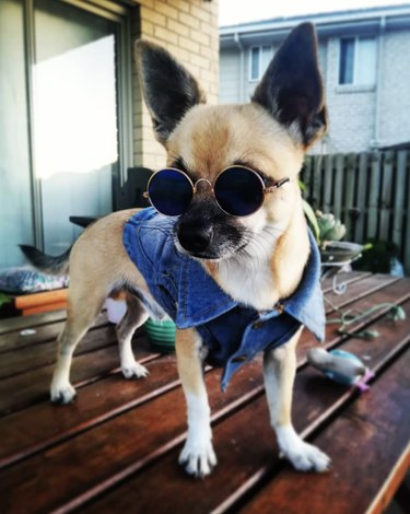 dog in denim vest