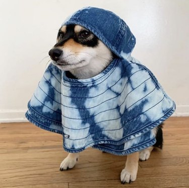 dog in denim cloak