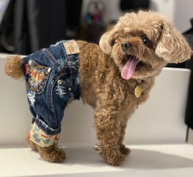 dog in jeans