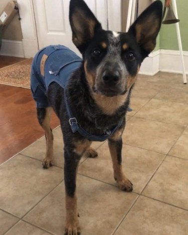 dog in overalls