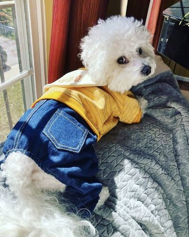 dog in jeans
