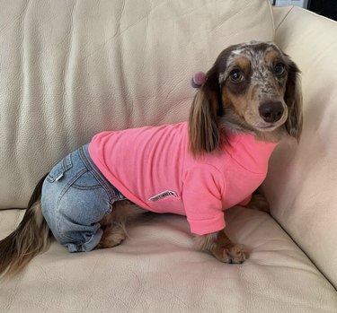 Dog in outlet jeans