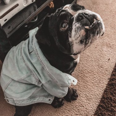 dog in jean shirt