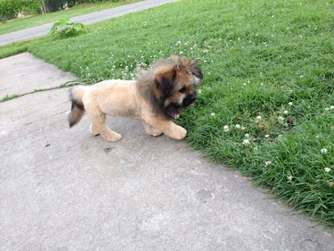 A Shih-Tzu puppy with a lion cut is walking near the grass