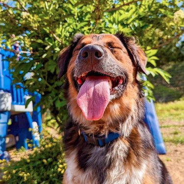 A fluffy dog with its eyes closed, mouth wide open, and tongue hanging out. The picture is taken in a sunny backyard in front of a leafy tree.