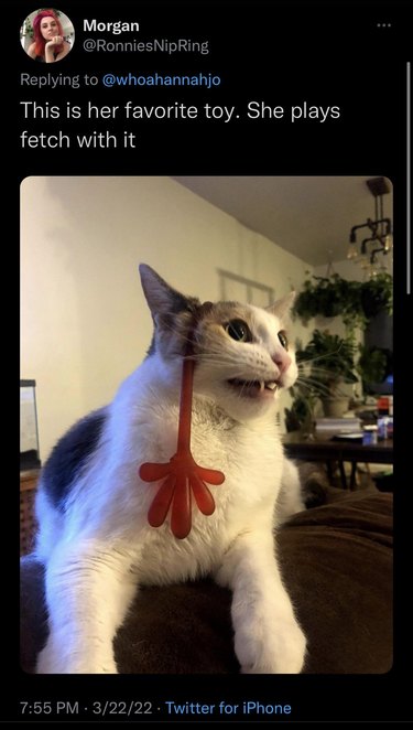 Cat with sticky hand toy on head