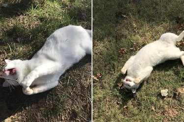 Cat rolling around on its back in the grass