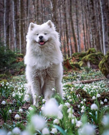 A fluffy white dog with pointy ears, standing in a patch of flowers with a stand of thin trees in the background.