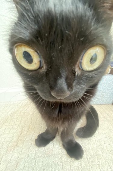 Cat with wide eyes photographed with fish eye lens