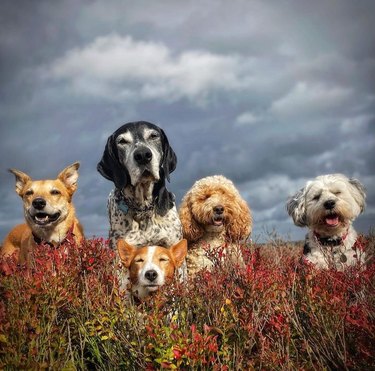 Five dogs of various sizes sitting in a field of flowers against a cloudy sky.