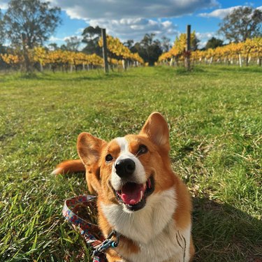 A Corgi dog laying in a grassy field with its mouth open in a smile, looking at the camera. In the background are rows of colorful trees.