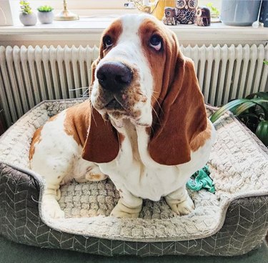 A Basset hound laying in a soft dog bed next to a radiator heater.