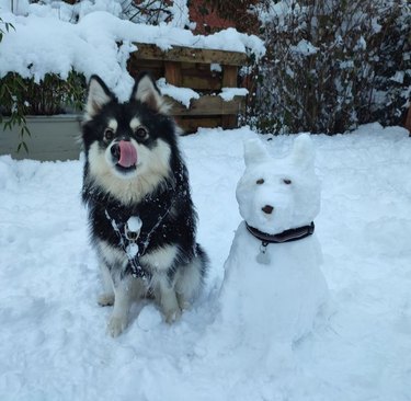 A fluffy dog sitting outside in the snow with its tongue sticking out, licking its nose. Next to the real dog is a dog built out of snow, wearing a collar.