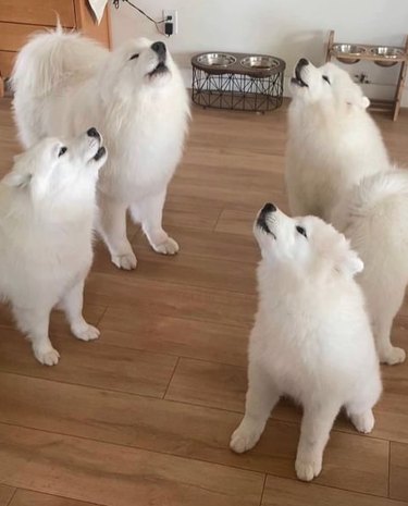 Four fluffy white dogs standing and facing each other in a kitchen, all of their heads thrown back in a howl