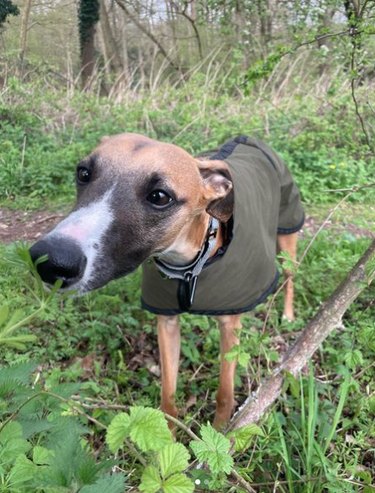 A whippet-type dog wearing a coat, standing in the grass and delicately sniffing a plant.