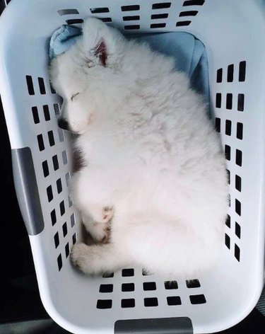A fluffy white puppy asleep in a laundry basket.