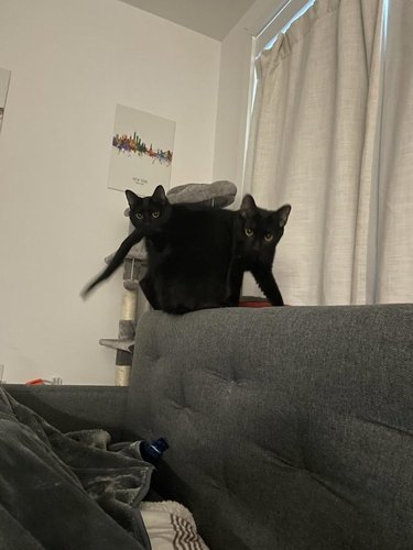 Identical black cats standing on back of couch