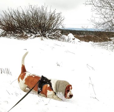 A Basset hound wearing a harness and walking in the snow. The dog's tail is sticking straight up and it is wearing a little knit cap over its ears to keep them from dragging in the snow.