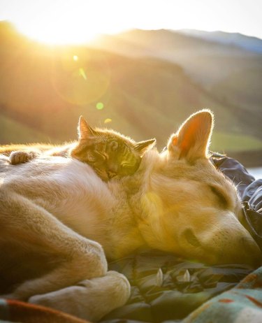 A cat and a dog cuddling together, lying on a blanket, with green hills and the setting sun behind them.