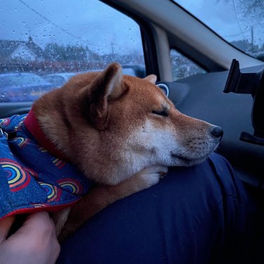 A Shiba Inu dog wearing a rainbow-print coat, laying with its eyes closed on a person's leg inside of a car with rain-streaked windows.