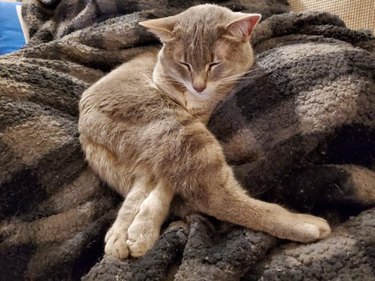 Cat sleeping with front legs tucked between back legs