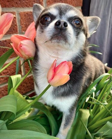 A small Chihuahua dog sitting in a bed of tulips