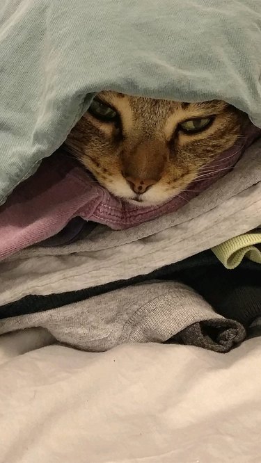 Cat between layers of folded clothing