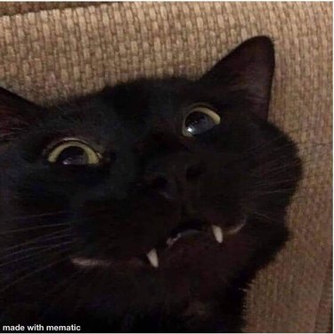 Cat showing long front teeth
