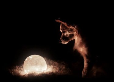 A small dog looking down at a round lamp that looks like the moon. The lamp's soft light is the only thing illuminating the dog's face.