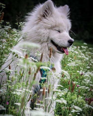 A fluffy white puppy with its eyes closed and mouth open, tongue sticking out, sitting in a field of grasses and flowers.