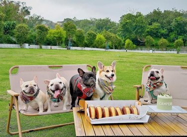 Five small dogs sitting in patio furniture on a grassy lawn. In front of the dogs is a wooden table with baked goods and a small cake.