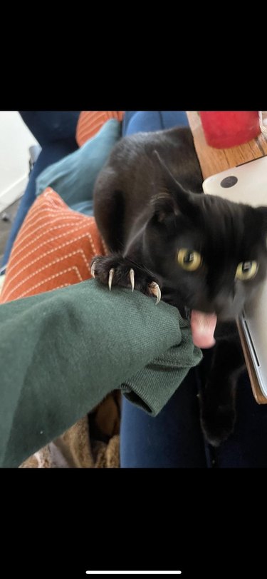 Cat with tongue and claws out grabbing onto sweatshirt-covered arm