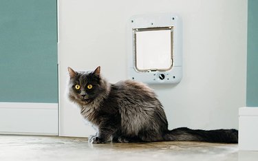 a cat sits by the door where there is a pet door.