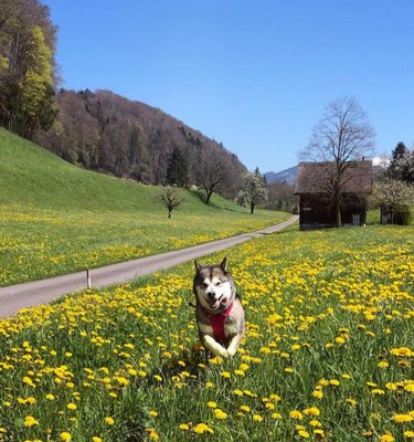 A beautiful green field with a small road running through it. In the background are hills, trees, and a small wooden house. In the foreground, a fluffy husky dog wearing a red bandana bounds through a patch of yellow flowers towards the camera.
