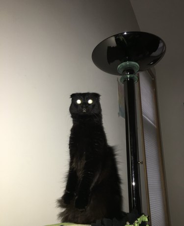 Cat with reflective eyes standing on back legs next to futuristic floor lamp