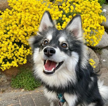A fluffy, husky-type dog with its mouth open in a smile, standing in front of a bush covered in bright yellow flowers.